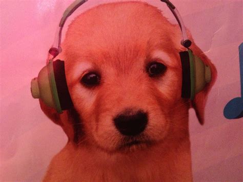 I am going to be pining dogs with headphones Serotonin, Cute Dogs, In ...