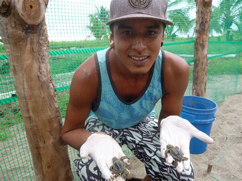 Sea Turtle Conservation » Planet Conservation