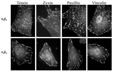 Cell-adhesion sensing of the extracellular matrix | Benny Geiger's