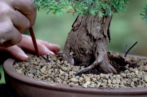 Making a Juniper Bonsai - Bonsai Empire