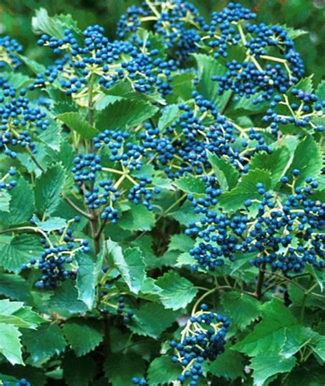 S – Viburnum dentatum ‘Blue Muffin’ – laurelwoodarboretum.org