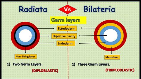 Difference Between Grade Radiata And Bilateria | Kingdom animalia ...