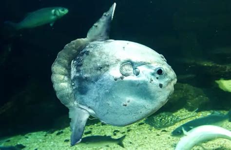 Sunfish - Description, Habitat, Image, Diet, and Interesting Facts