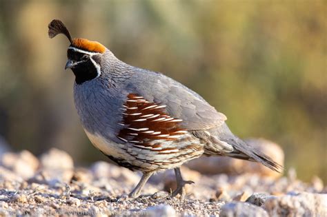 Gambel's Quail | Tucson, Arizona. | Photos by Ron Niebrugge