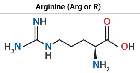 Arginine- Definition, Structure, Sources, Properties, Biosynthesis, Uses