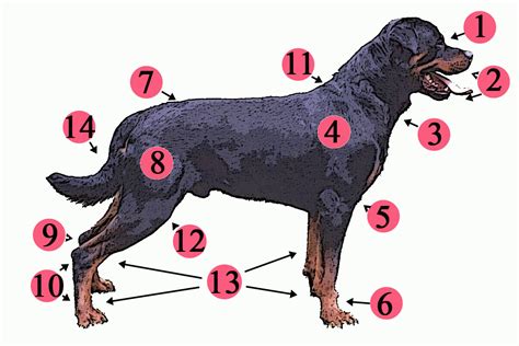 Dog anatomy - Wikipedia