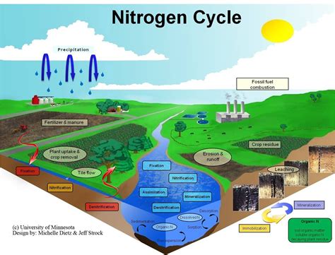 nitrogen cycle diagram - Google Search | ecologia4º | Pinterest