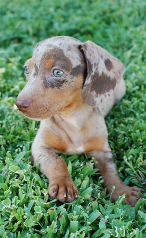 Miniature Shorthaired Chocolate And Tan Dapple Dachshund Merl Dapple ...