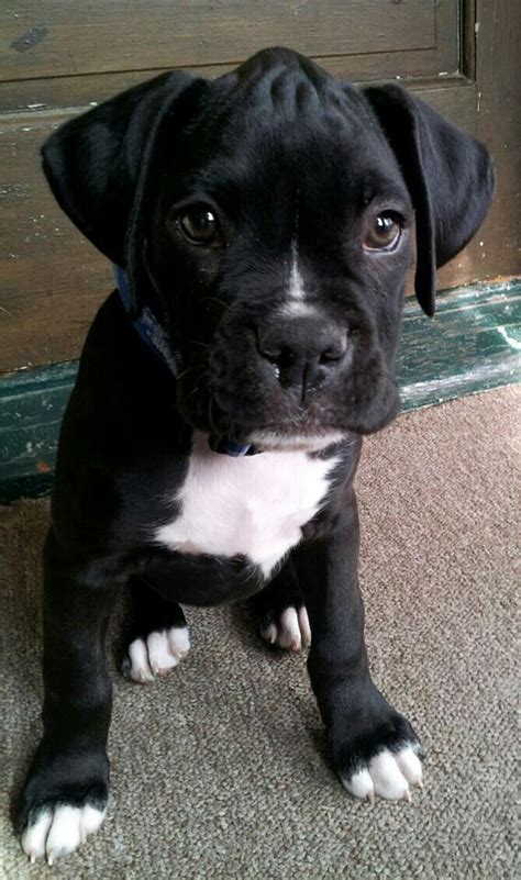 Boxer puppies, Boxer dogs, Boxer puppy