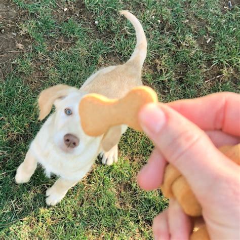 Homemade Peanut Butter Dog Biscuits | Chica and Jo