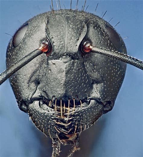 Ant Under Microscope