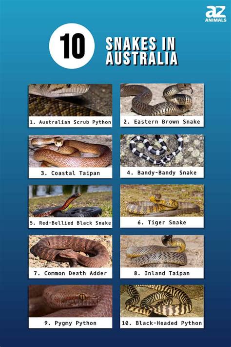 10 Snakes In Australia - A-Z Animals