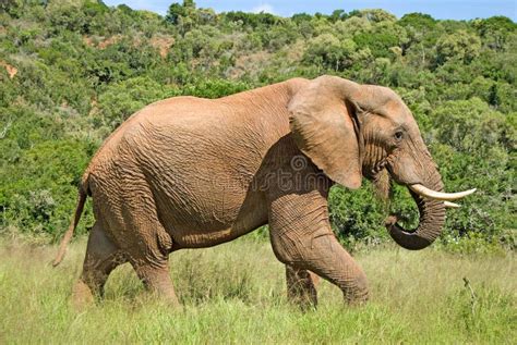 Wild elephant eating grass stock image. Image of rough - 12850949