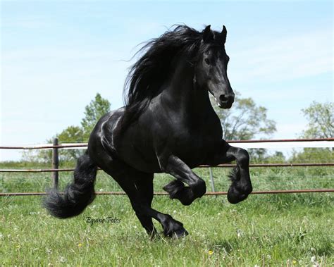 Friesian Horse Wallpapers - Wallpaper Cave