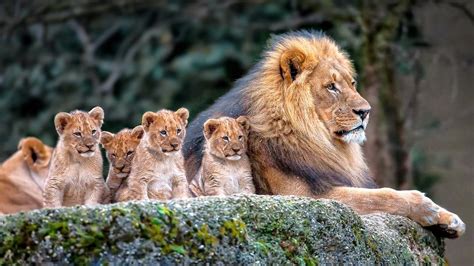 Fondos de pantalla : 1920x1080 px, Animales, animales bebés, Cachorros ...