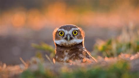 Burrowing Owl – Bing Wallpaper Download