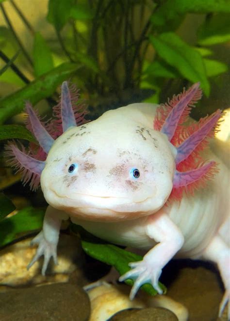 68 Axolotl Facts: Ultimate Guide to the Adorable Mexican Walking Fish ...