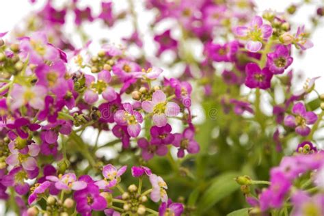 Alyssum flower isolated stock image. Image of bloom, grow - 72202249