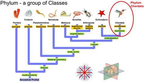 Classification - MS. ANDERSON'S ZOOLOGY CLASS