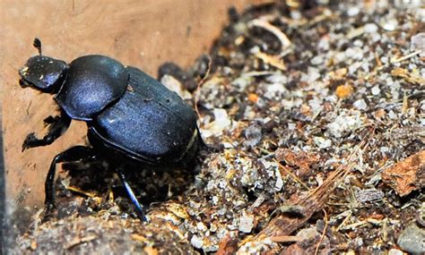 Dung Beetle - San Francisco Zoo & Gardens