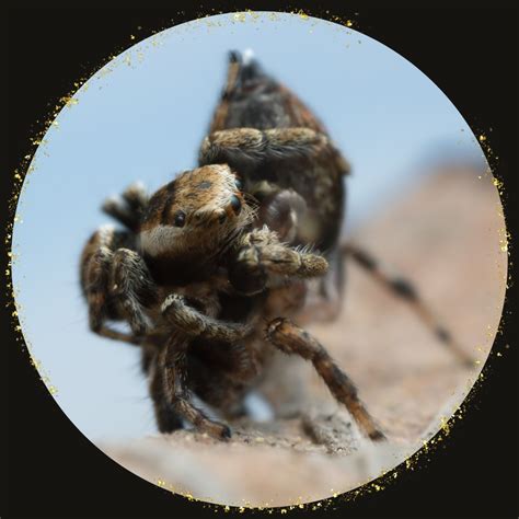 Jumping Spider Sexing, Breeding, Eggs & Spiderlings | Guide