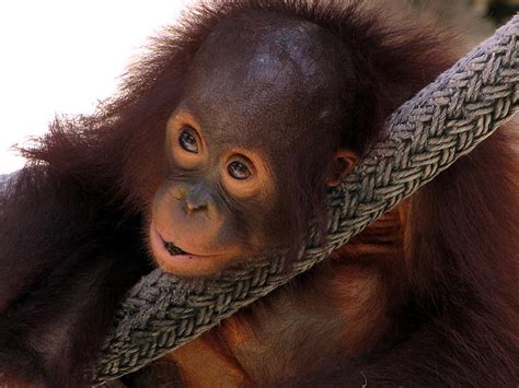 Baby Bornean Orangutan Photograph by Christopher Mercer | Pixels