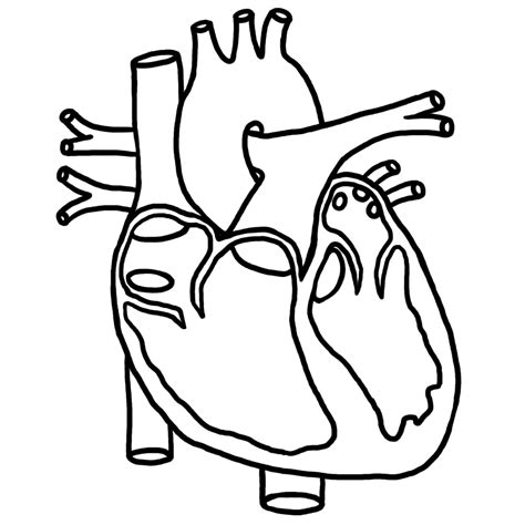 6 Best Images of Anatomical Heart Outline Printable - Human Heart ...