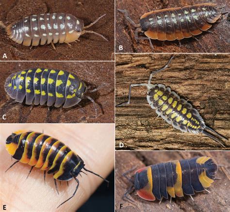 Colourful species of terrestrial isopods: AArmadillidium werneri ...