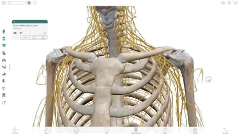 3d human anatomy atlas 2 - ostashokX