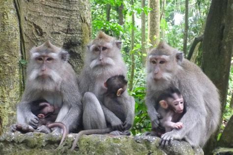 Ubud Monkey Forest, Nature Reserves To 340 Monkeys - Traveldigg.com