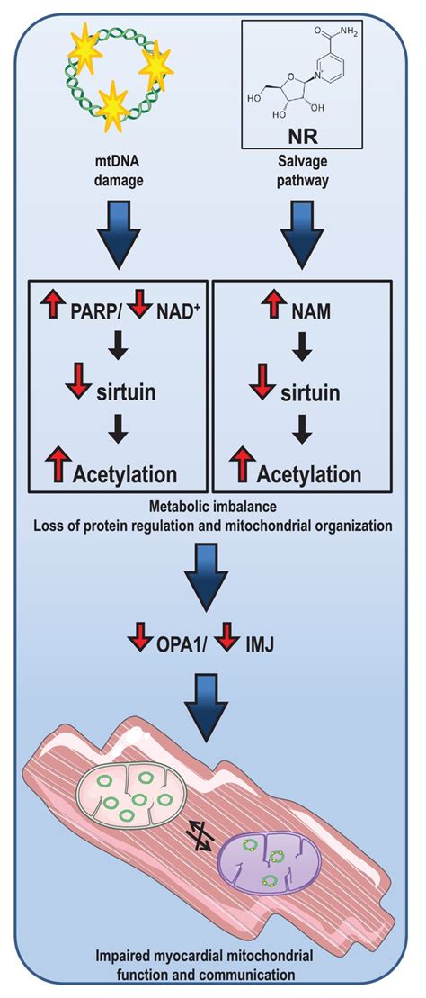 Figures and data in Instability in NAD+ metabolism leads to impaired ...