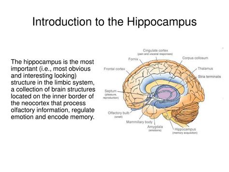 PPT - Introduction to the Hippocampus PowerPoint Presentation, free ...