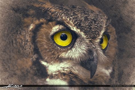 Great Horned Owl Eyes | HDR Photography by Captain Kimo