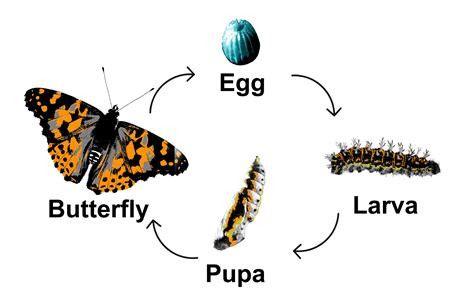 Butterfly Life Cycle