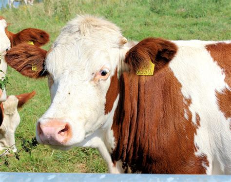 Cow,roan,cattle,netherlands,free pictures - free image from needpix.com