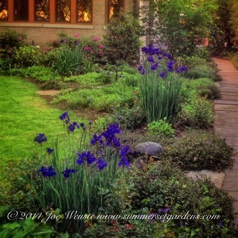 Siberian Iris in Bloom - Traditional - Landscape - newark - by ...