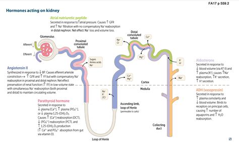 aldosterone and nephron - Google Search | Medicine, Medical, Mcat prep