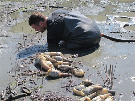 How to Dig a Geoduck – Element Seafood