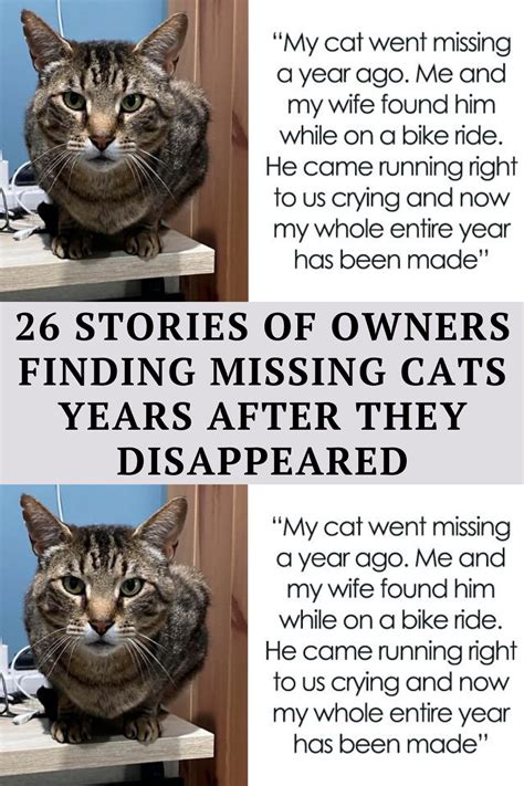 26 Stories Of Owners Finding Missing Cats Years After They Disappeared ...