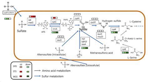 | The picture shows the expression of the sulfur metabolism pathway in ...