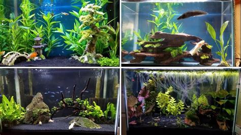 4 EASY Tank Setups for a 20-Gallon Aquarium – HousePetsCare.com