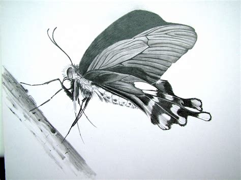 Butterfly pencil drawing