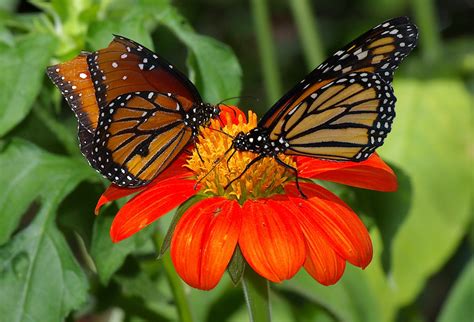 Butterfly Museum: Species of Butterflies