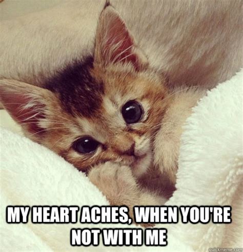 5 Cutest Cat memes ever! | Socially Fabulous