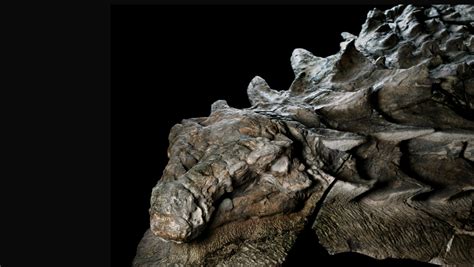 5 Most Impressive Dinosaur Fossils Ever Found - Catawiki