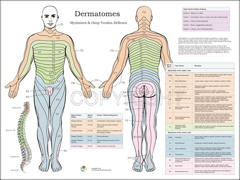 Dermatomes Nerve Poster | Quiropráctica, Anatomia humana musculos ...