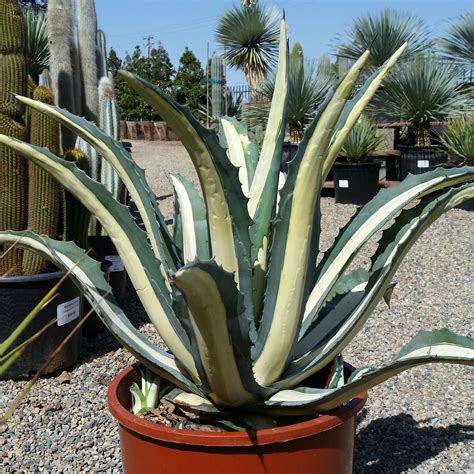 Agave americana var. mediopicta 'Alba' - White Striped Century Plant ...