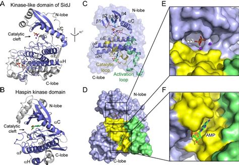 The core of SidJ adopts a protein kinase fold. (A) Cartoon diagram of ...