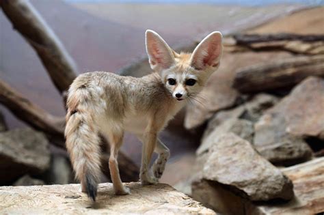 Fennec Fox