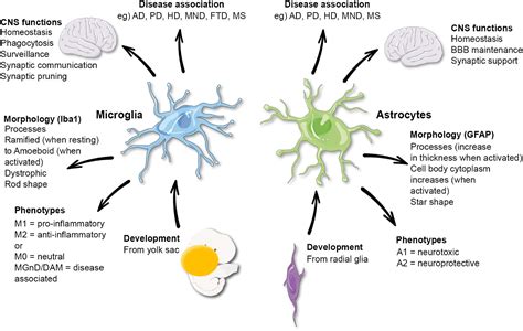 Effects Of Astrocytes Oligodendrocytes Microglial Cells